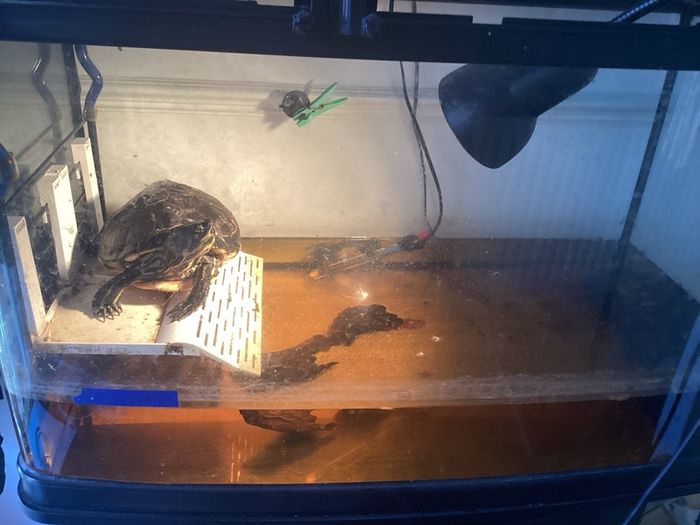Turtle seeking new home