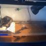 Turtle seeking new home Image 2
