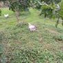 Young roosters Image 3