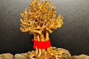 Bonsai Tree Baobab Style Small