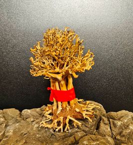 Bonsai Tree Baobab Style Small