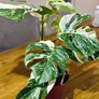 Monstera Deliciosa Variegata in 15cm pot and 50cm in height #2 Image 2