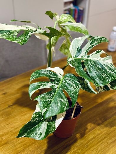 Monstera Deliciosa Variegata in 15cm pot and 50cm in height #2
