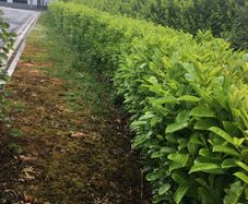 Laurel Hedging