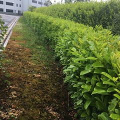 Laurel Hedging