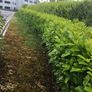 Laurel Hedging Image 2