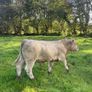 Charlois bull calf Image 6