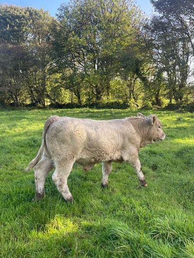 Charlois bull calf