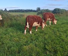 Hereford heifers