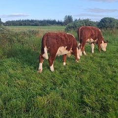 Hereford heifers