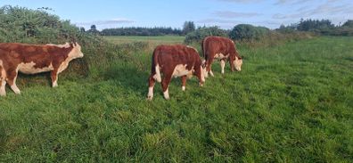 Hereford heifers