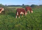 Hereford heifers
