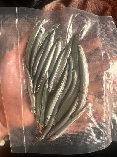 Live & frozen baits