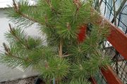 Pinus