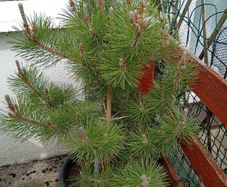 Pinus