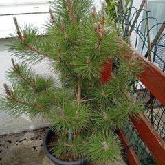 Pinus