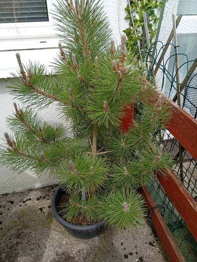Pinus