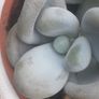 MOONSTONE PLANT (Pachyphytum oviferum) Image 4