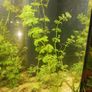 aquarium plants Image 7