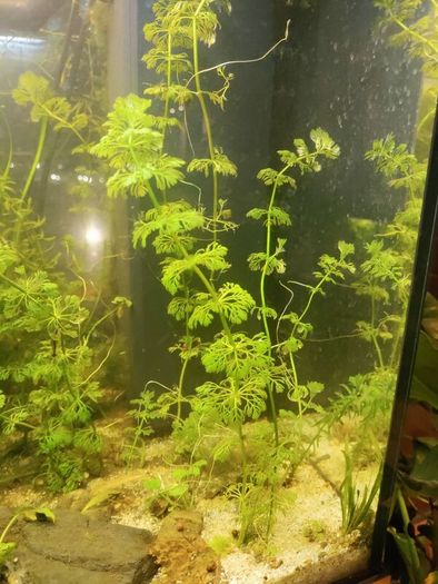 aquarium plants