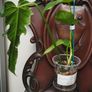 Philodendron Mottled Dragon Image 9