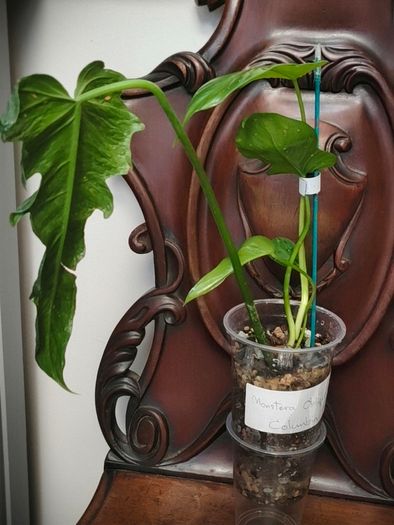 Philodendron Mottled Dragon