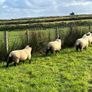 Organic Cheviot/suffolf cross ewe lambs Image 2