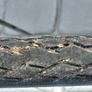 Ladies Dawes Duchess. No Offers Image 7