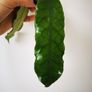 Hoya plant set Image 4