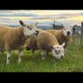 Pedigree shearling rams Image 3