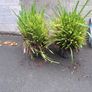 Dianella Tasmanica Image 2