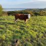 Hereford Heifers Image 10