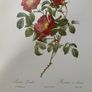 unframed Ariel press poster 1989 of roses Image 2