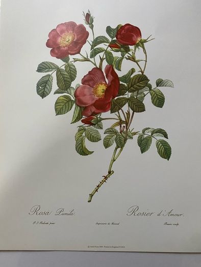 unframed Ariel press poster 1989 of roses