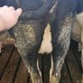 Dairy cows and heifers Image 4