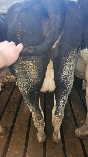 Dairy cows and heifers