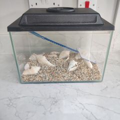 Fish tank