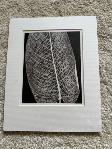 Pair of Habitat black and white prints