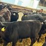 AA Heifer Weanlings Image 6