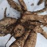 Dahlia tubers Image 6