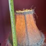 lamp Image 2