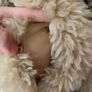 Popular Zara Teddy Faux Fur Shearling Coat Image 5