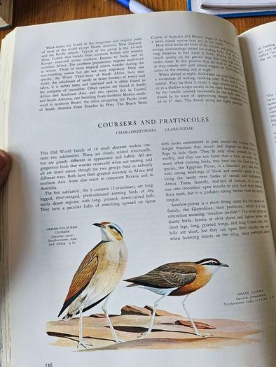 Birds Of The World. By Oliver L. Austin Jr. Illustrated By Arthur Singer. Forwarded By Sir Peter Scott. 1968 Large Volume Hardback With Dustjacket In Good Condition.