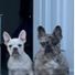 Milo&PabloTheFrenchies