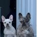 Milo&PabloTheFrenchies