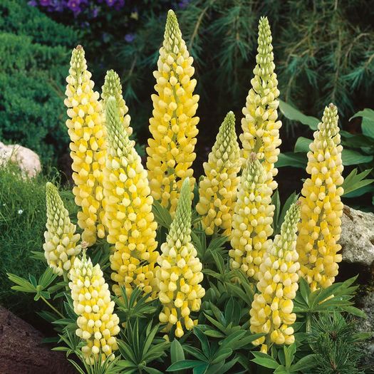 (L) Lupin Festival seeds 2g (approx. 90 seeds) (432059)