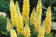 (L) Lupin Festival seeds 2g (approx. 90 seeds) (432059)