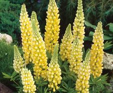 (L) Lupin Festival seeds 2g (approx. 90 seeds) (432059)