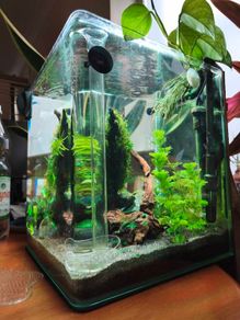 Blue Velvet Shrimp Aquarium