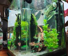Blue Velvet Shrimp Aquarium